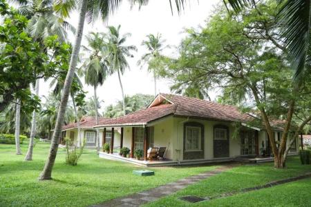 Tamarind Tree - 28