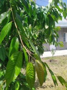 Vanand Guest House - 38