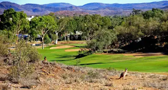 Desert Palms - 10