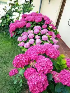b&b Villa Bellavista Alba - 50