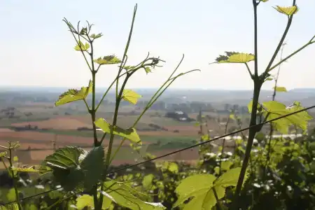 Schwarzer Adler - Garni - 20