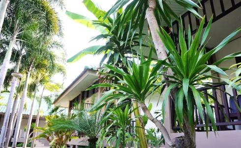 Lamai Inn 99 Bungalows - 250