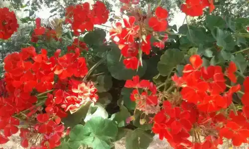 Marsala - 34