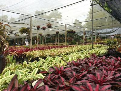 Pallada Bromeliads - 10