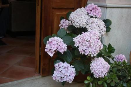 Edelweiss - 25