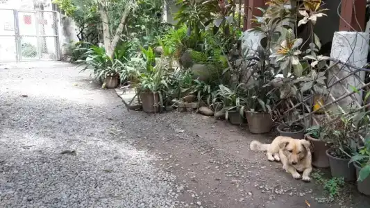 Baan Songjum - 18