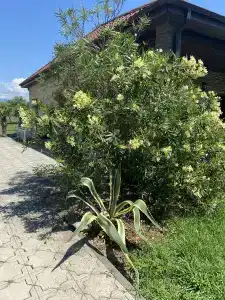 Villa Apsua - 76
