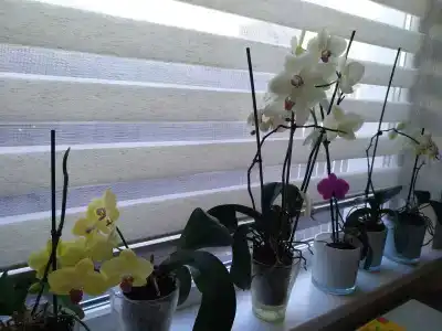 Apartnet. Guest House Alma - 38