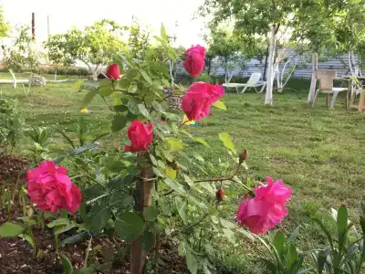 Сияние Солнце - 14