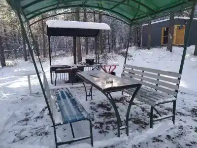 Байкальский кедр - 1