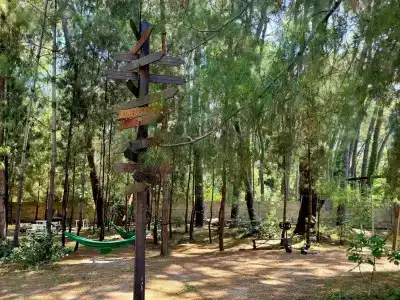 Forest Club - 5