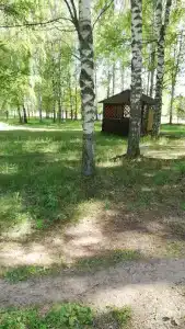 Золотой колос - 28