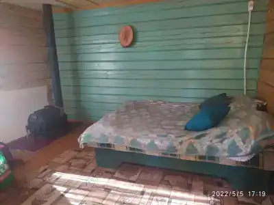 Байкальский кедр - 10