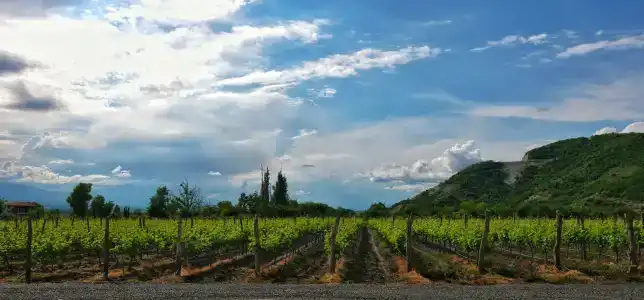 Burki Castle & Cellar - 23