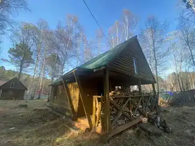 Байкальский кедр - 30
