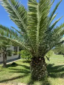 Villa Apsua - 1