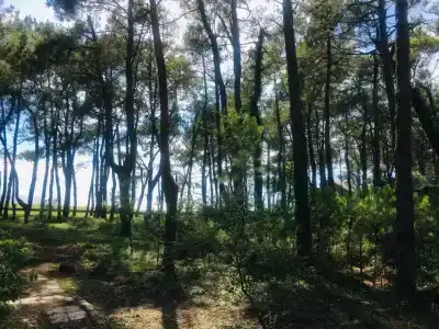 Ippa s Plaza - 6