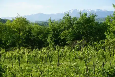 Zedafoni - 3