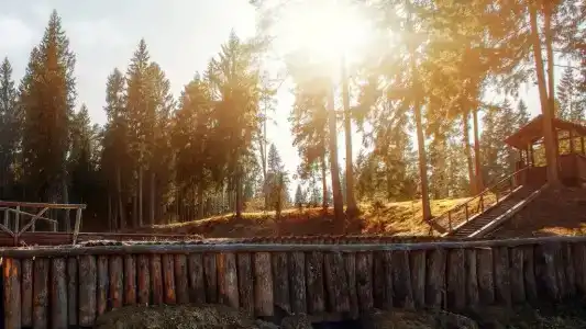 Воробьи - 2