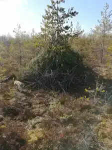 Лось - 38