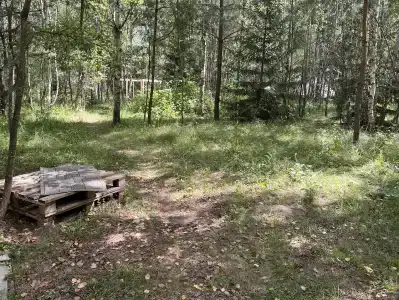 Звездный лес - 150