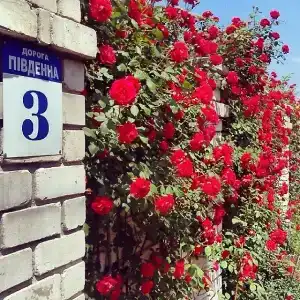 Южный Дворик - 33
