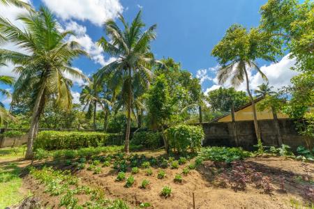 Siddhalepa Ayurveda Resort - All Meals, Ayurveda Treatment and Yoga - 35