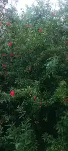 Tj Gardens - 29