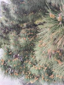 Ооо Альтаир Гостиничный Комплекс Бухта - 38