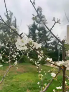 Celebi Garden - Sustainable Tourism Pet Friendly - 47