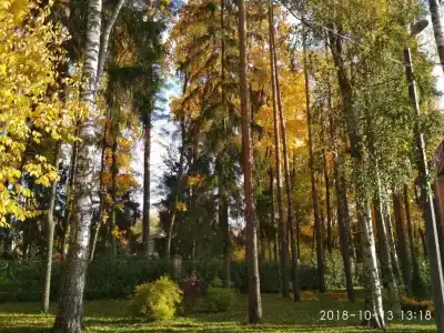 с садом Павловск - 19