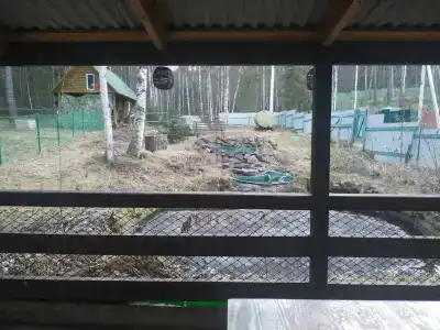 Байкальский кедр - 13