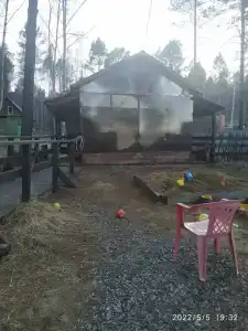 Байкальский кедр - 14