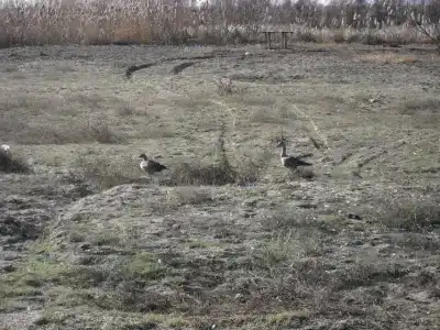 Волчок - 3