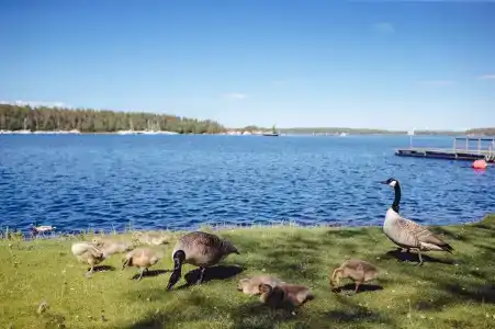 Saimaa Life - 21