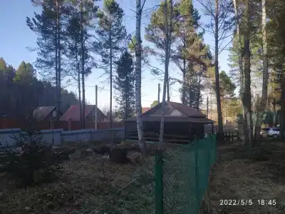 Байкальский кедр - 11