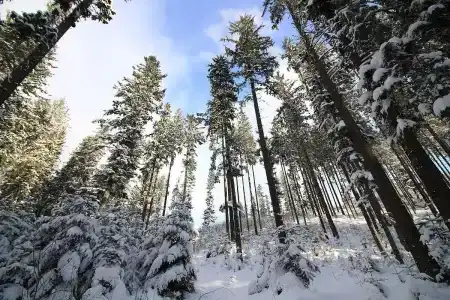 Нара Эстейт - 1