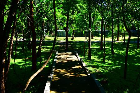 Sigiri Asna Nature Resort - 2