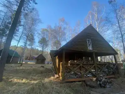 Байкальский кедр - 20