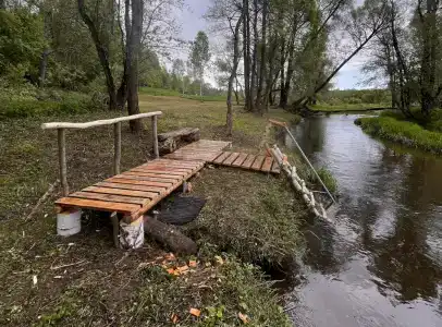 Звездный лес - 4