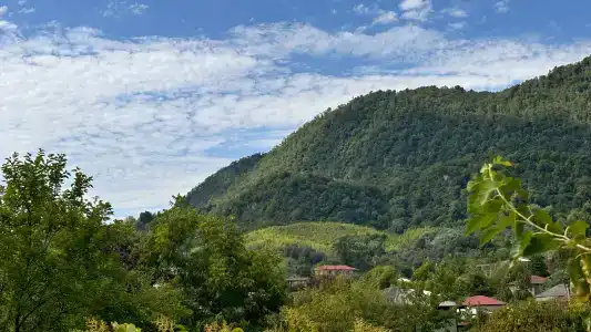 Агава - 44
