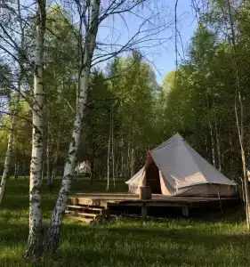 Звездный лес - 0