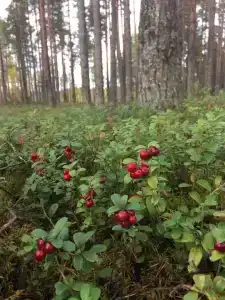 Лось - 28
