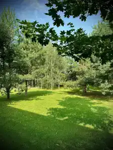 Три лисы - 43