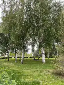 Лесной - 17