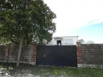 Тюльпан - 1