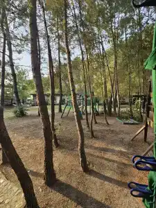 Forest Club - 16