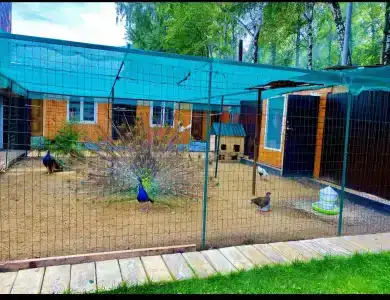 Пушкин - 15