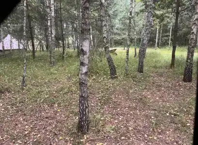 Звездный лес - 75