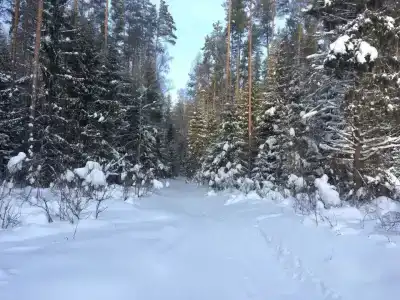 Тимошкино - 14